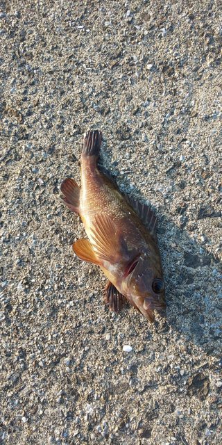 DSC_0217.JPG