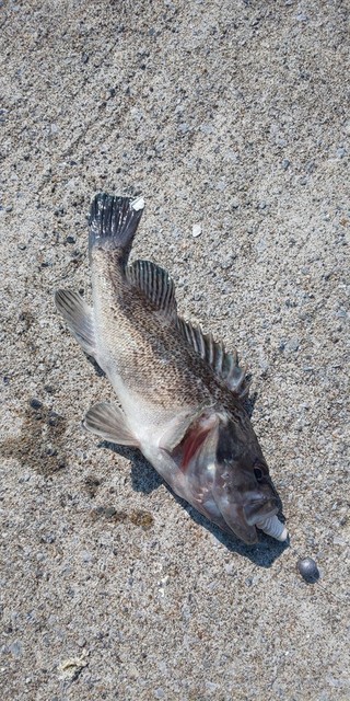 DSC_0221.JPG