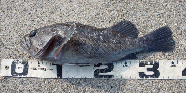 DSC_0224.JPG
