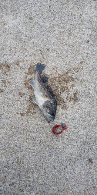DSC_0381.JPG