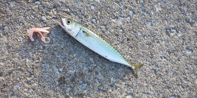 DSC_0421.JPG