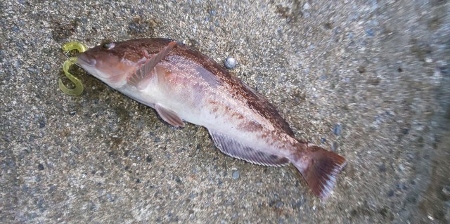 DSC_0422.JPG