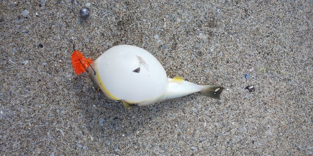 DSC_0670.JPG
